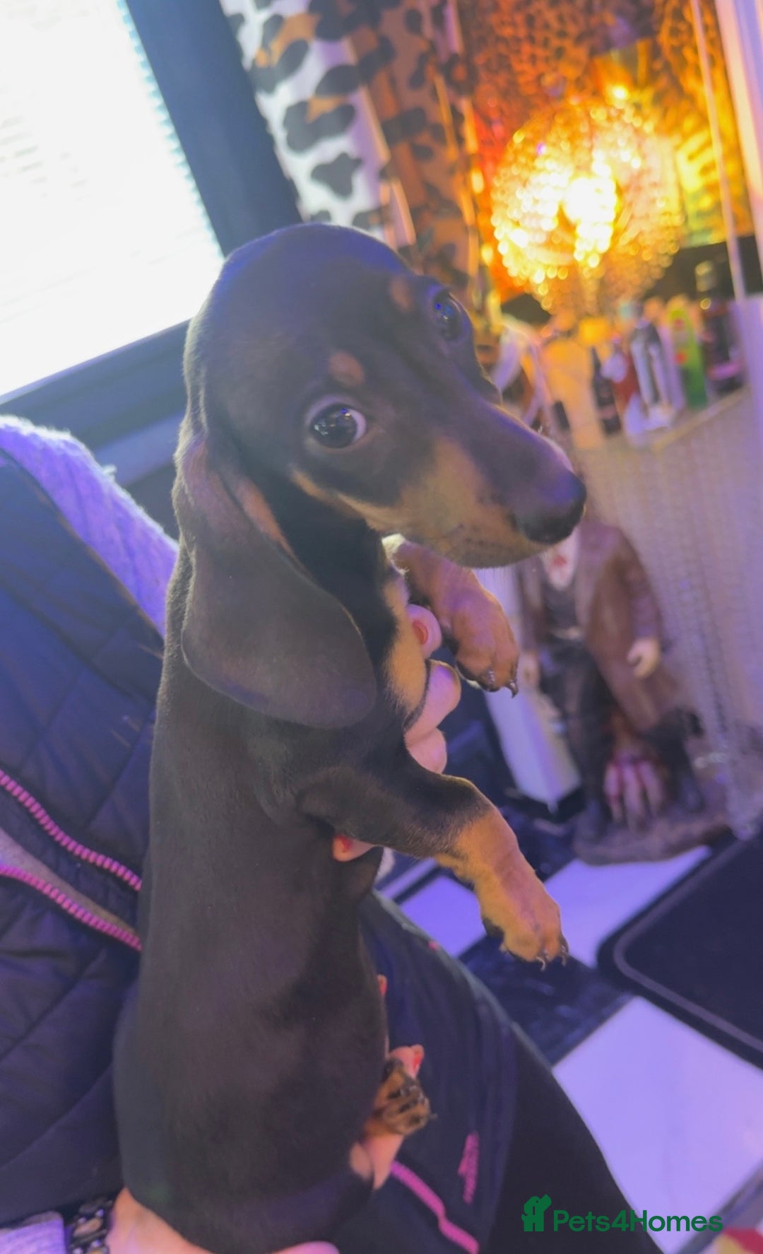 Dachshund dogs for sale: Dachshund puppy in Antrim - Image 4