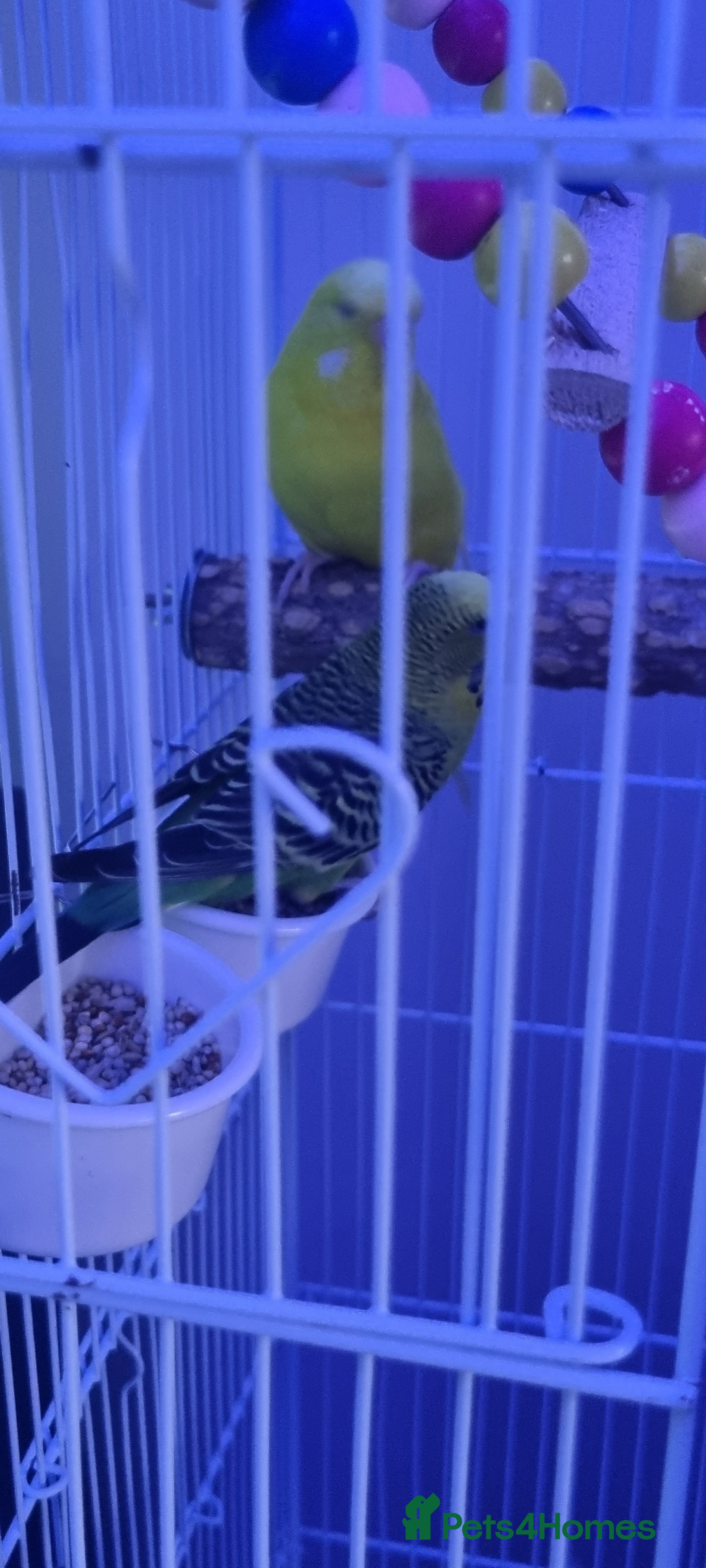 Budgerigars birds for sale: Male and female  - Advert 1