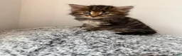Maine Coon cats for sale: 🐾 Beautiful Maine Coon Kittens Ready Now! 🐾 - Advert 7