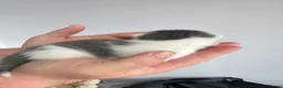 Domestic Shorthair cats for sale: Kittens - Advert 9