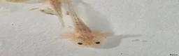 Other/Mixed Breed fish for sale: Lucianic Axolotl Babies – 5–6 Weeks –  Healthy - Advert 5