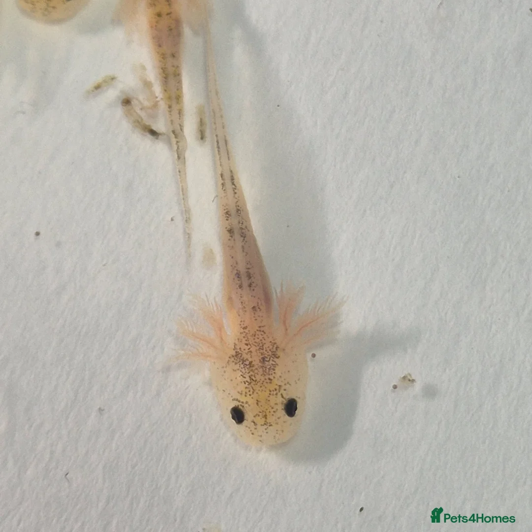 Other/Mixed Breed fish for sale: Lucianic Axolotl Babies – 5–6 Weeks –  Healthy - Advert 5