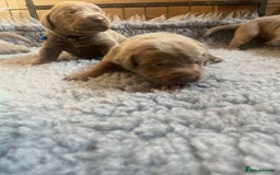 Labrador Retriever dogs for sale: Silver Labrador puppies  - Image 11