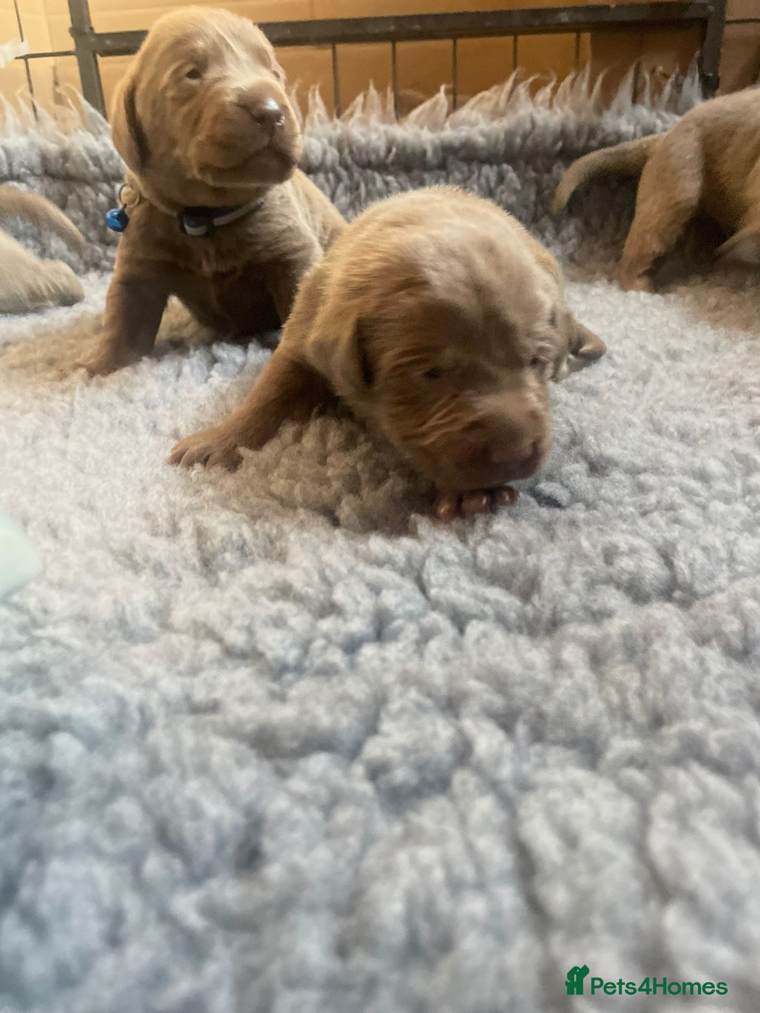 Labrador Retriever dogs for sale: Silver Labrador puppies  - Image 11
