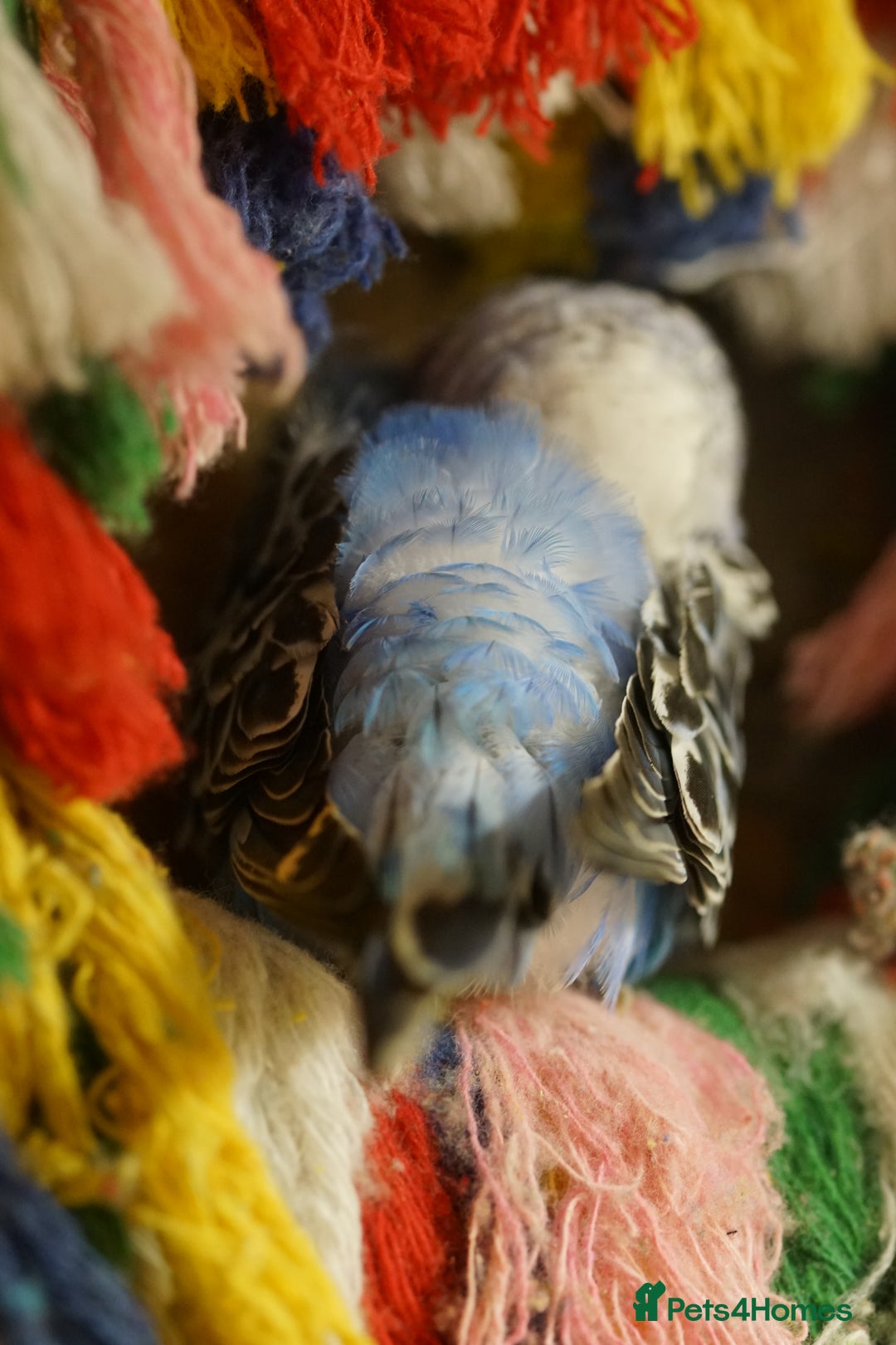 Budgerigars birds for sale: Budgies  - Advert 20