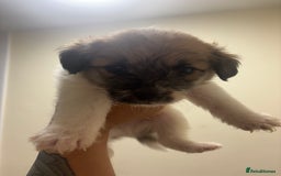 Jackapoo dogs for sale: F1 Jackapoo - Image 1