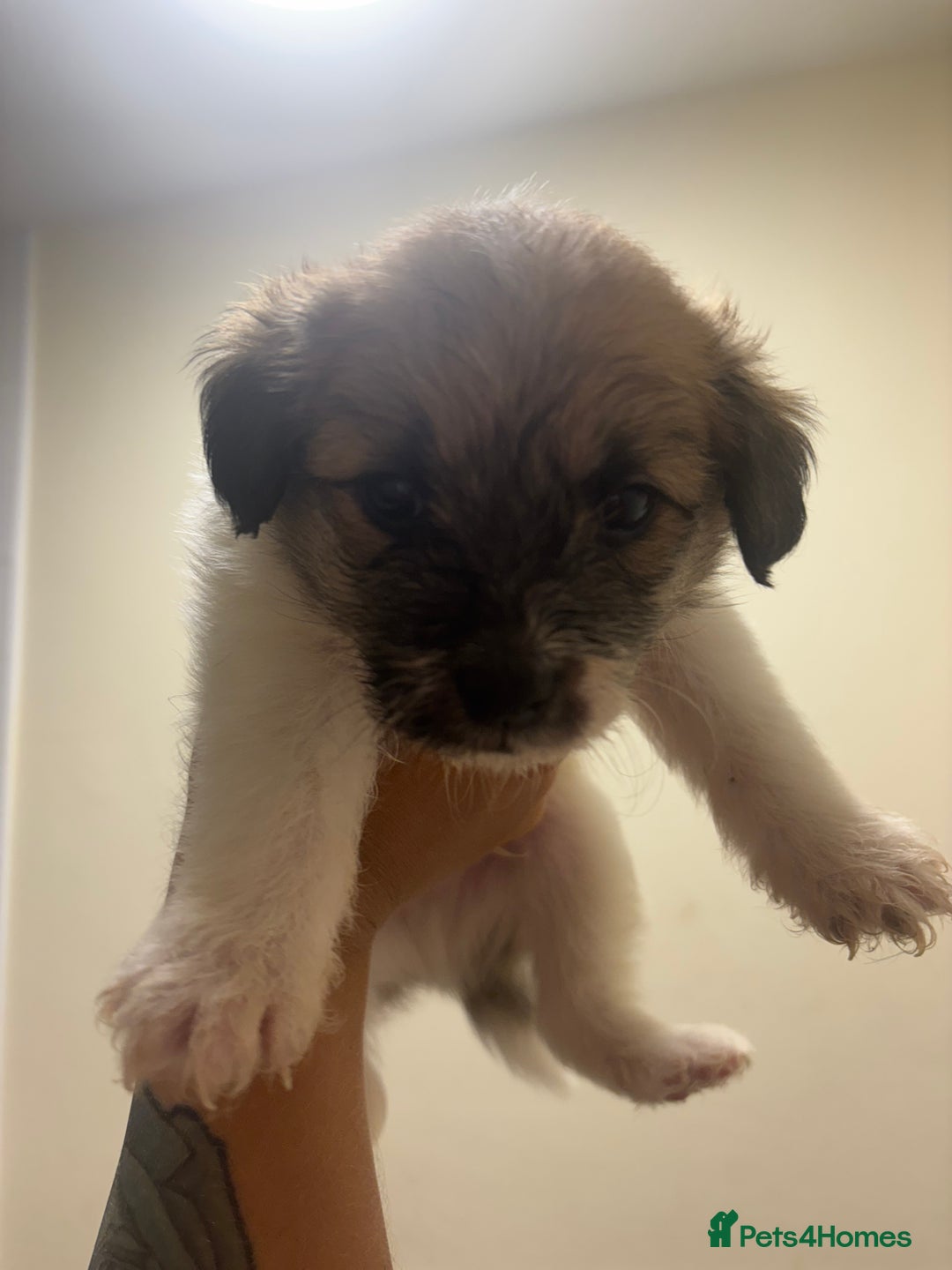 Jackapoo dogs for sale: F1 Jackapoo - Image 1