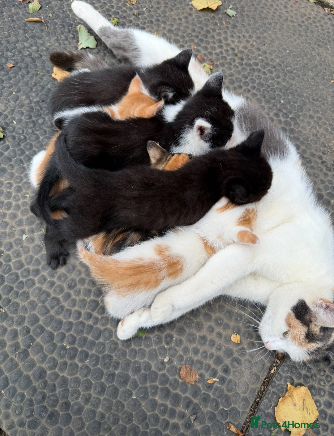 Ragdoll cats for sale: Beautiful Ragdoll cross kittens  - Image 3