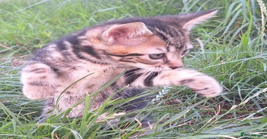Mixed Breed cats - Advert 6