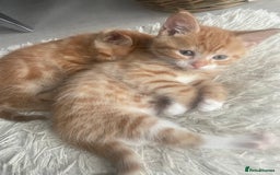 Mixed Breed cats for sale: 🐱 Gorgeous Kittens Looking for a Loving Homes 🏡 - Image 11
