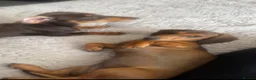Miniature Dachshund dogs for sale: 2 beautiful miniature dachshunds  - Advert 5