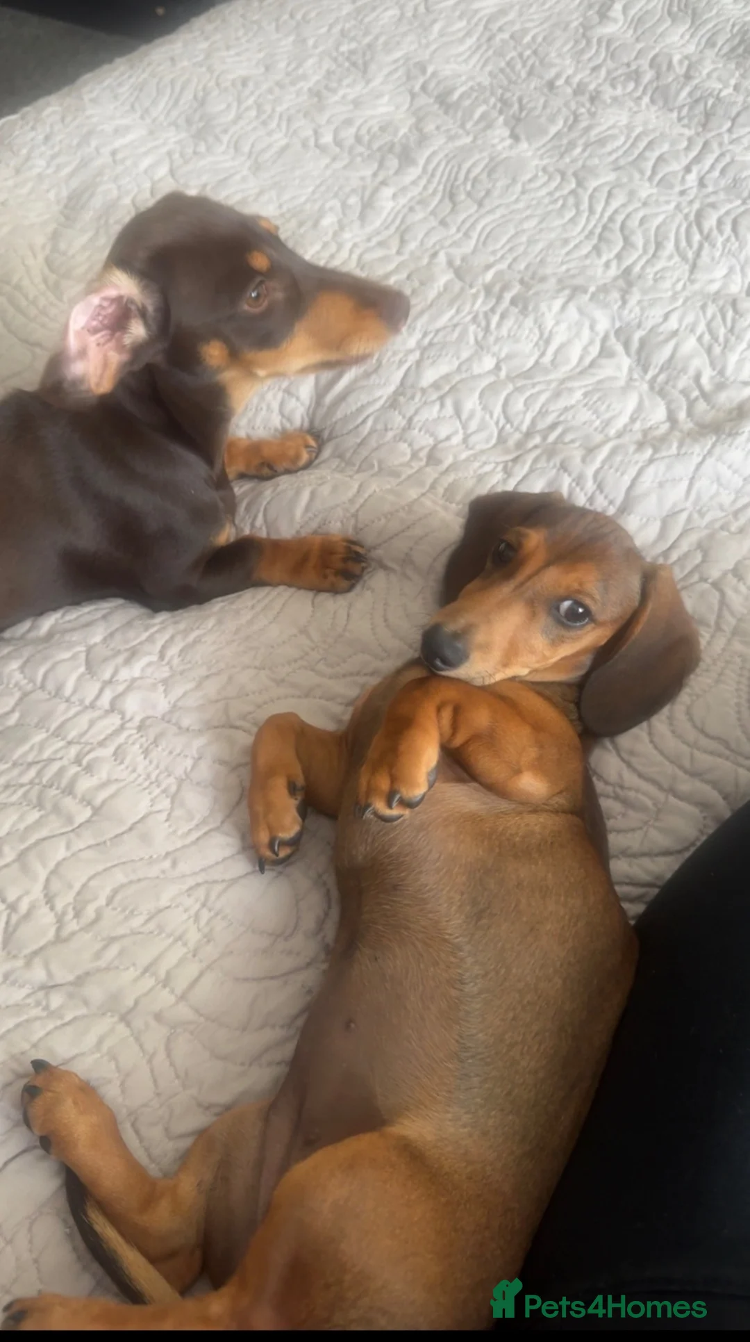 Miniature Dachshund dogs for sale: 2 beautiful miniature dachshunds  - Advert 5