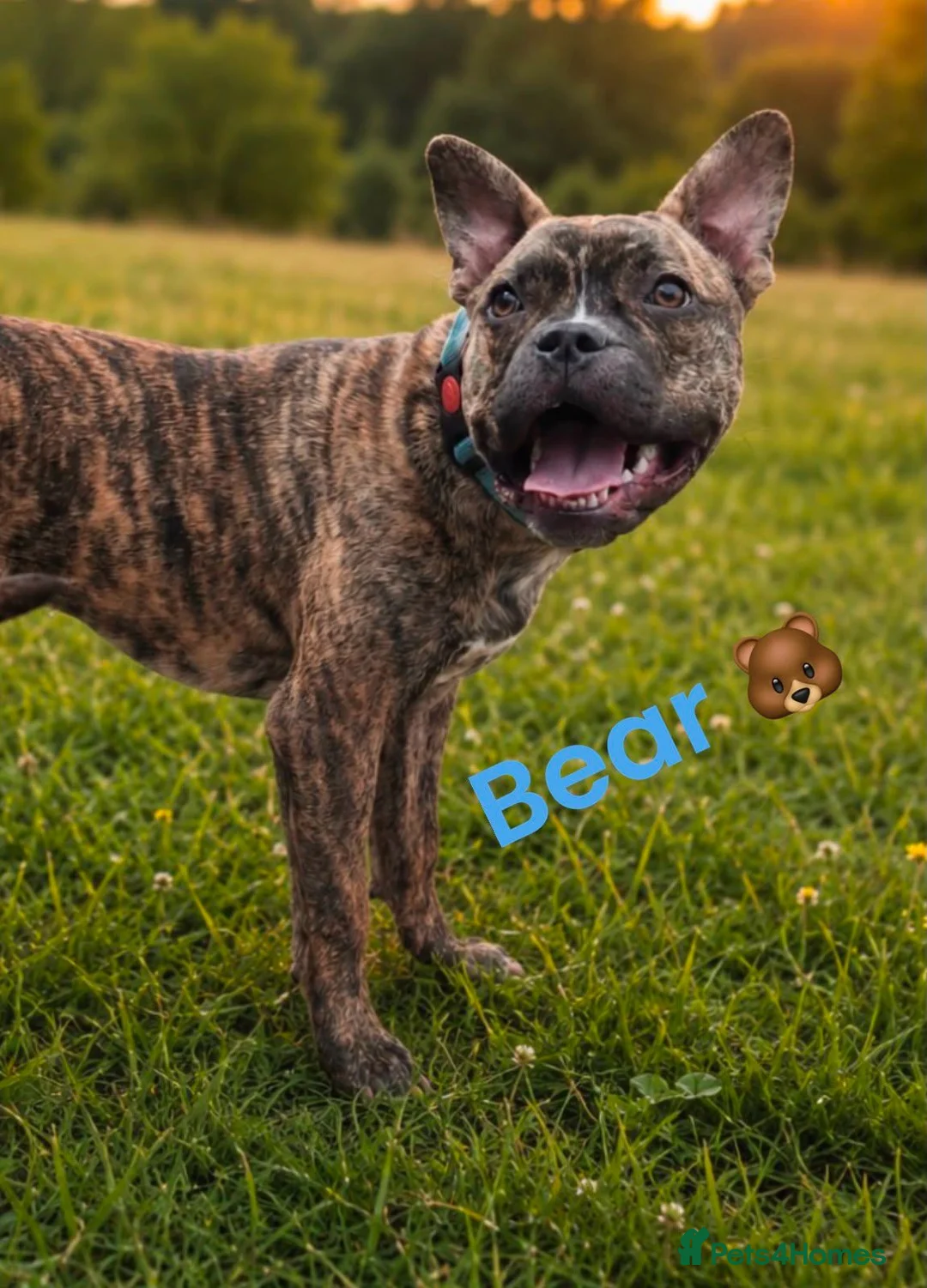 Mixed Breed dogs for sale: Beautiful Bear  - Advert 1