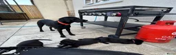 Labrador Retriever dogs for sale: 3 boys Labrador puppy’s ready to leave - Advert 17