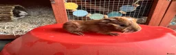 Guinea Pig rodents for sale: Guinea pigs sows/boars  - Advert 4