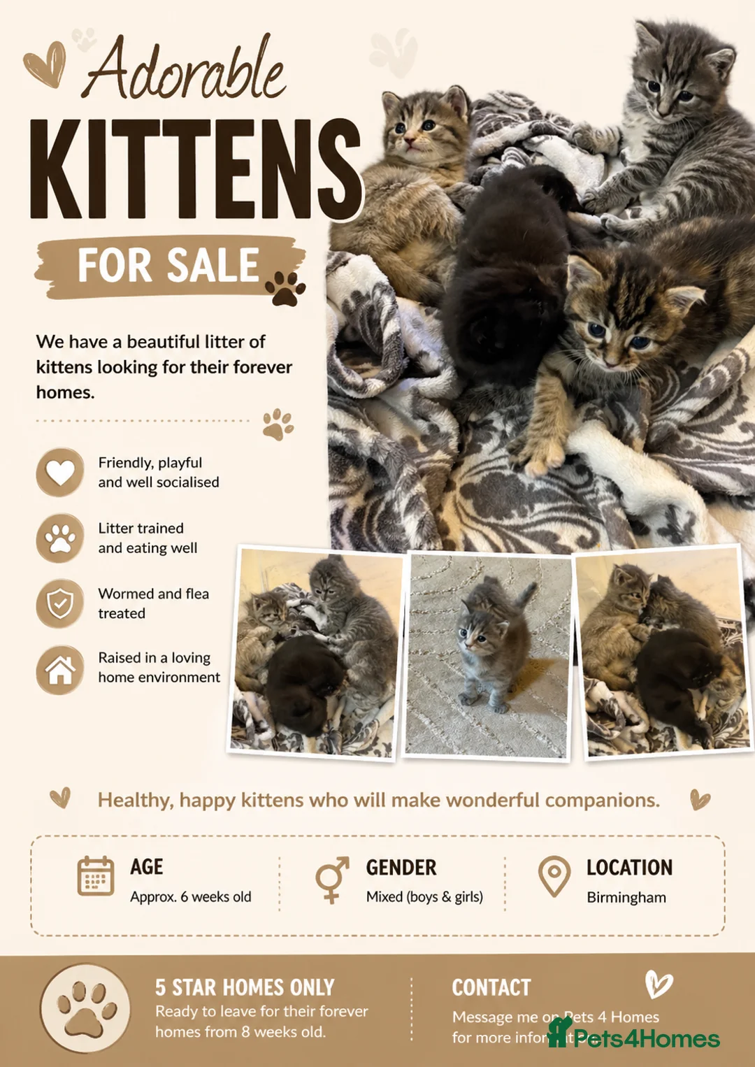 Mixed Breed cats for sale: Beautiful Bengal x British short hair Kitten's - Advert 1
