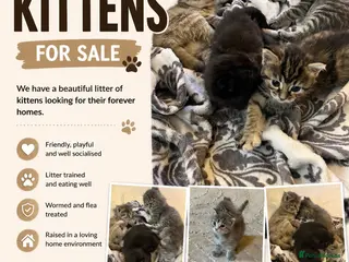 Mixed Breed cats Beautiful Bengal x British short hair Kitten's - Advert 2