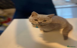 British Shorthair cats for sale: Beautiful  lilac and blue kittens 2 boys 1 girl - Image 30