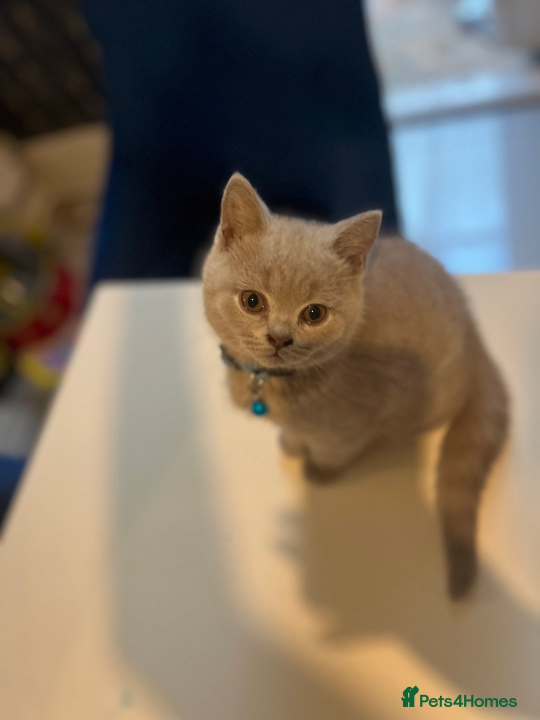 British Shorthair cats for sale: Beautiful  lilac and blue kittens 2 boys 1 girl - Image 30
