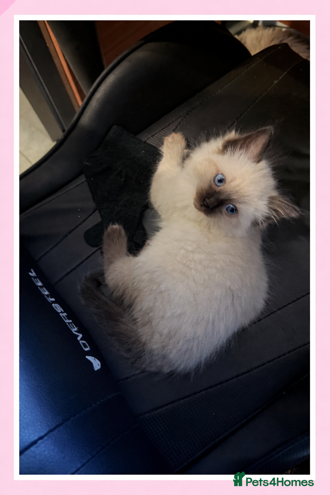 Ragdoll cats for sale: 4 ragdolls looking for forever homes  - Advert 5