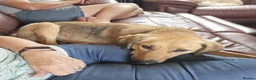 Mixed Breed dogs for adoption: SKY  ( 20 months) - Advert 7