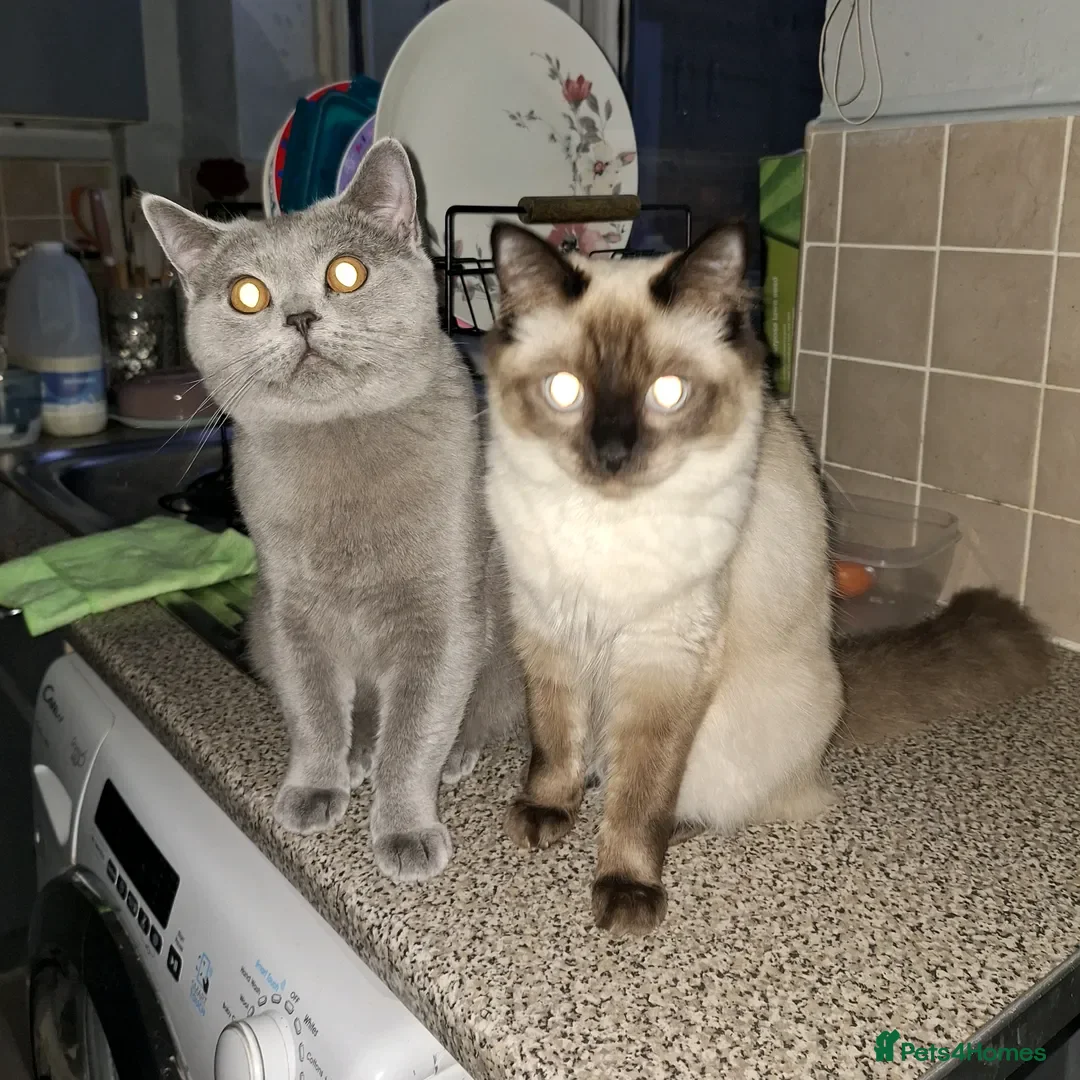 British Shorthair cats for sale: British shorthair - Advert 1