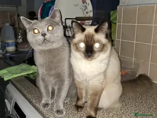 British Shorthair cats British shorthair - Advert 5