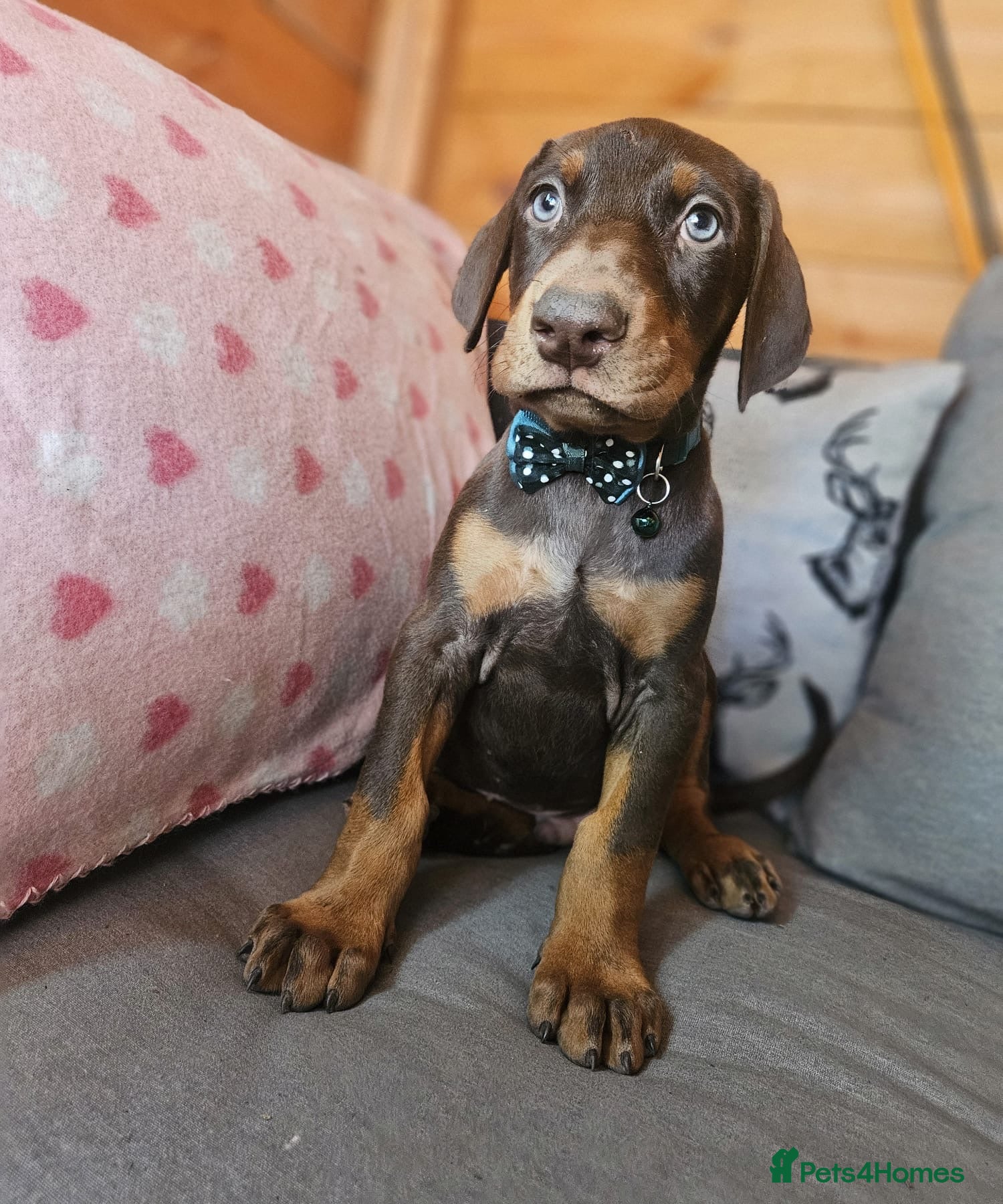 Dobermann dogs Top Quality Ready Soon KC Registered Puppies! - Advert 1