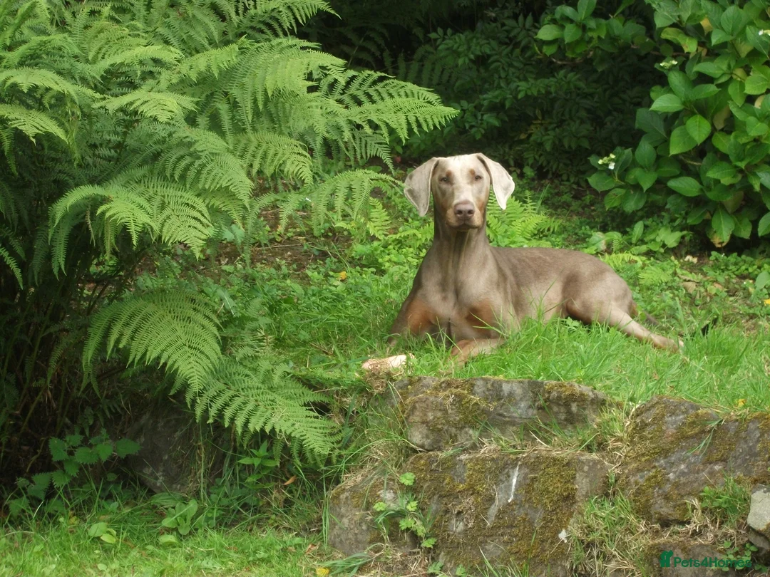 Dobermann dogs for sale: Torcheney Puppies Due March 2026 - Wait List Open - Advert 13
