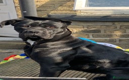 Mixed Breed dogs for sale: One puppy left, Cane Corso X Japanese Akita - Image 12