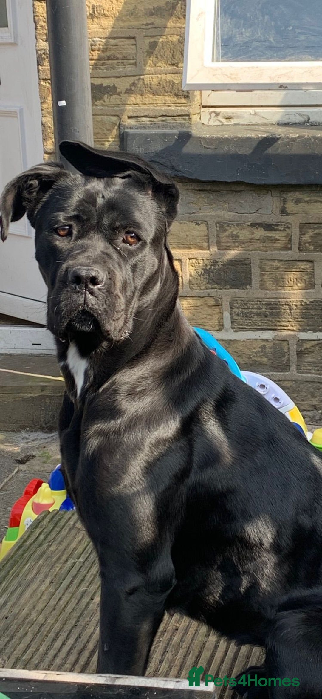 Mixed Breed dogs for sale: One puppy left, Cane Corso X Japanese Akita - Image 12