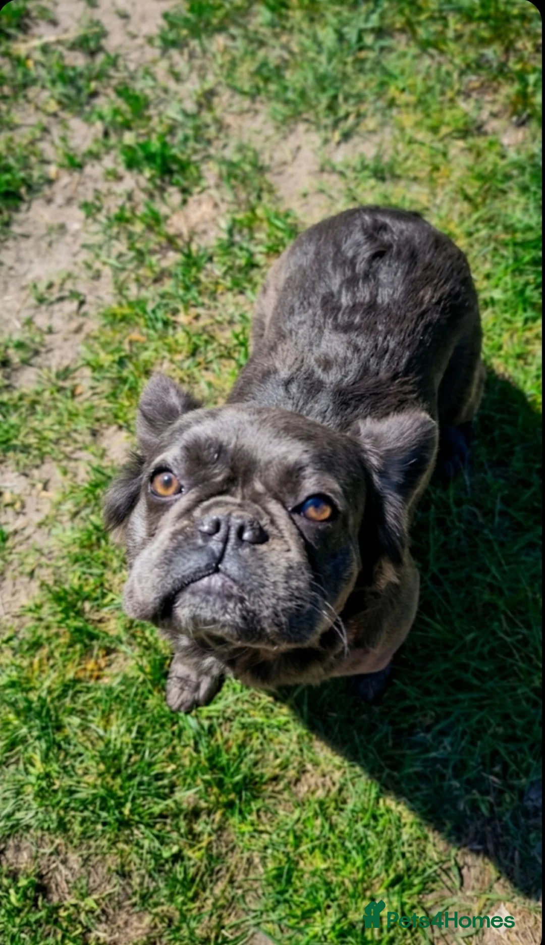 French Bulldog dogs for sale: Adult fluffy Frenchies for sale  in Wakefield - Advert 25