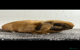 Mini Lop rabbits for sale: Mini Lop Sooty Fawn Boy - Image 4
