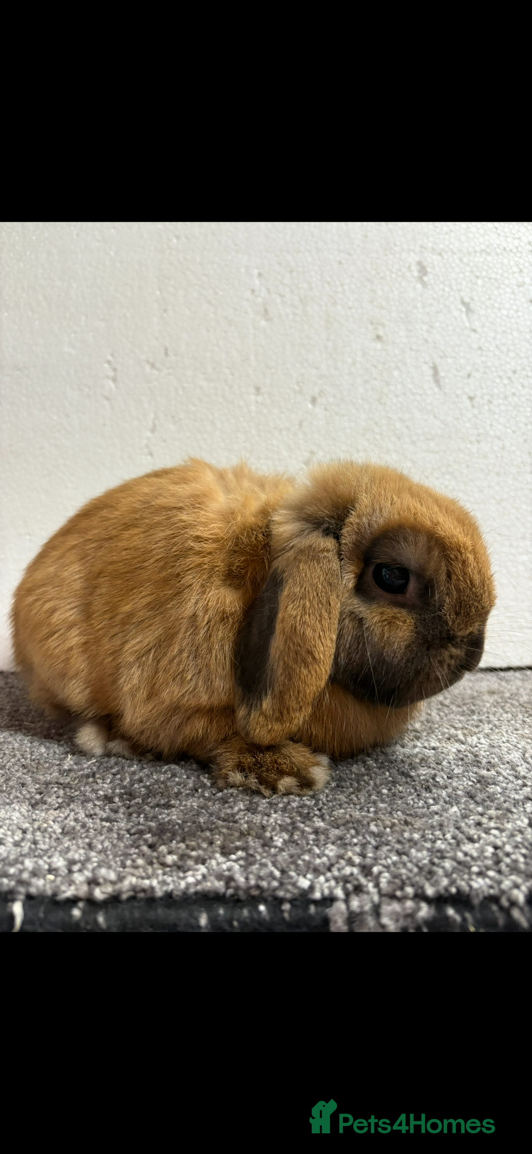 Mini Lop rabbits for sale: Mini Lop Sooty Fawn Boy - Image 4