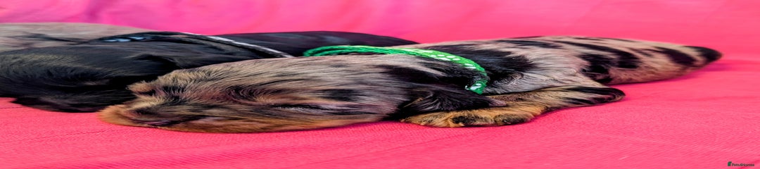 Green Collar Boy 
