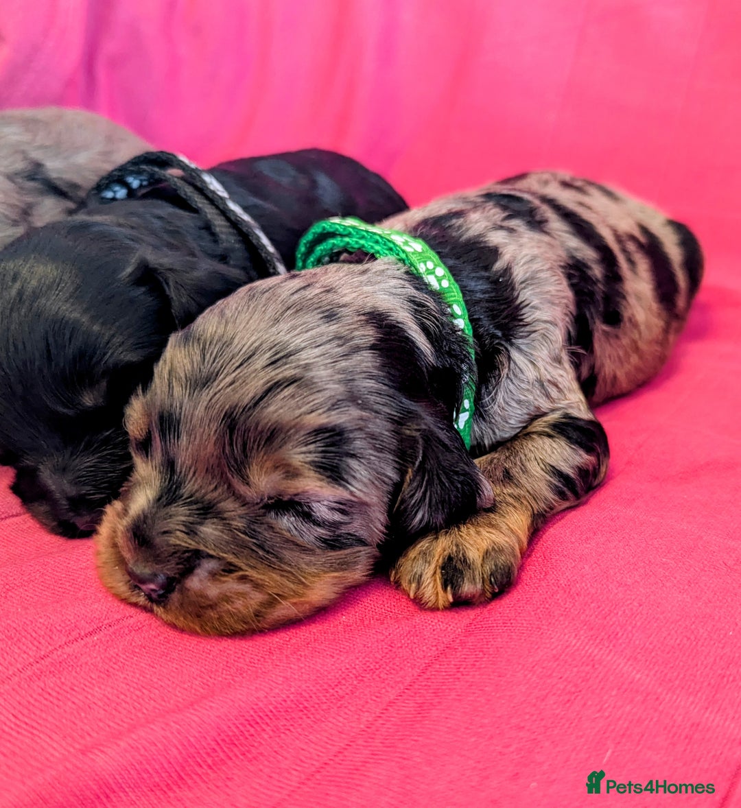 Cavapoo dogs for sale: Beautiful Phantom Merle and Phantom Cavapoos - Image 12