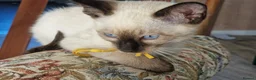 Siamese cats for sale: Old Style Siamese Kittens For Sale in Abingdon - Advert 6