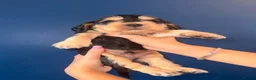 Cocker Spaniel dogs for sale: KC registered Black & Tan Sable Boy 🩵 - Advert 15