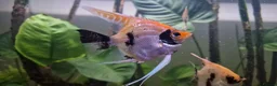 Angelfish fish for sale: Koi/Marble Angelfish - Advert 2