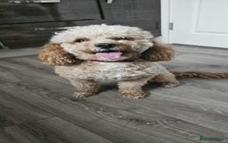 Cavapoo dogs for sale: Ruby - cavapoo - Advert 2
