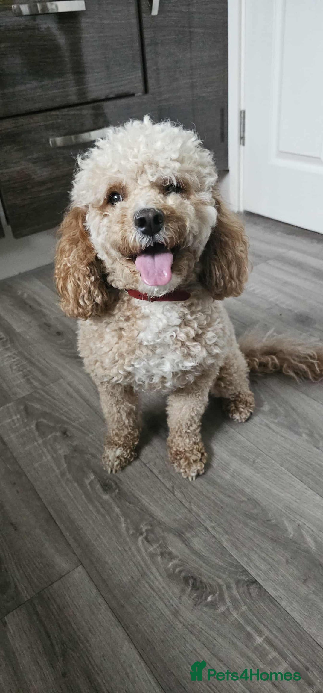 Cavapoo dogs for sale: Ruby - cavapoo - Advert 2