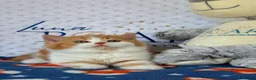 British Shorthair cats for sale: GCCF BSH kittens- championship lines - Advert 3