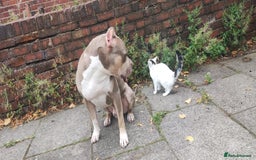 Mixed Breed dogs for sale: Caine corso/ American bully 10 weeks - Advert 34