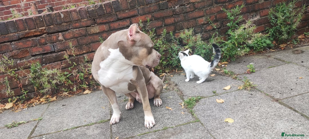 Mixed Breed dogs for sale: Caine corso/ American bully 10 weeks - Advert 34