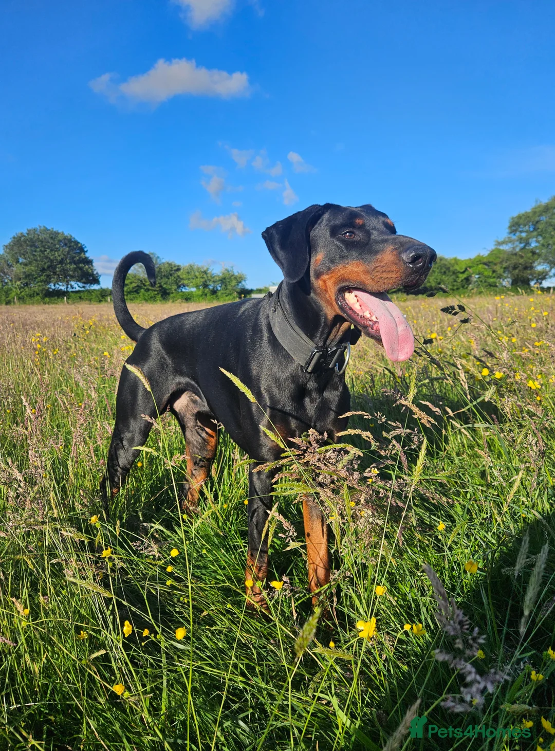 Dobermann dogs for stud: 💥 Proven Stud Available – Cerberus 💥 in Swansea - Advert 6