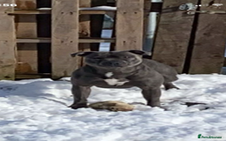 Staffordshire Bull Terrier dogs for sale: 🔷Top quality Pharaon puppy🔷 - Image 21