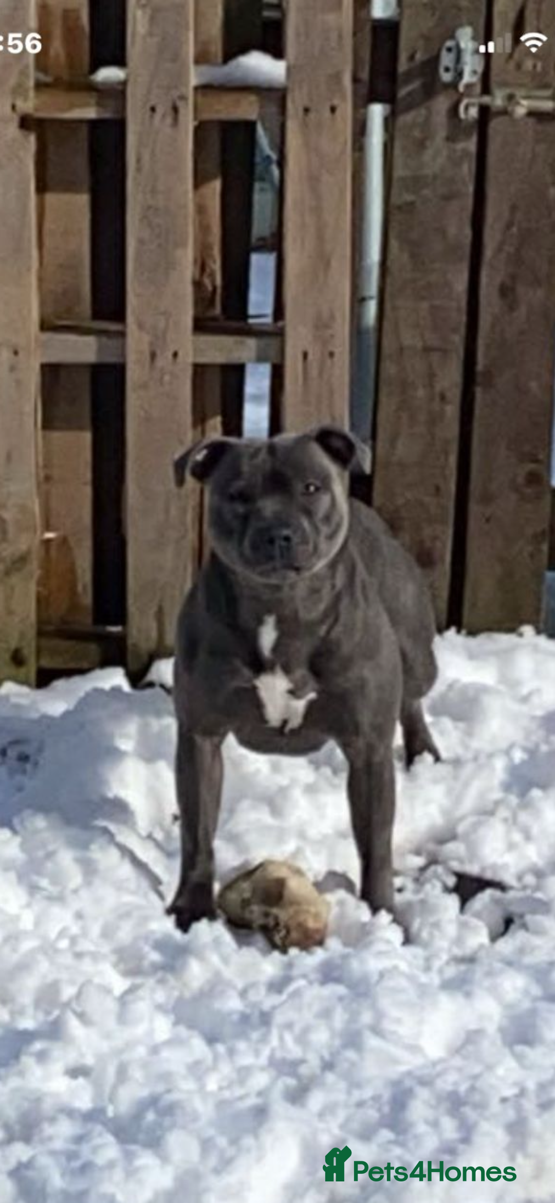 Staffordshire Bull Terrier dogs for sale: 🔷Top quality Pharaon puppy🔷 - Image 21