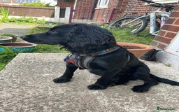 Cocker Spaniel dogs for stud: Kc reg Stitch for stud - Image 1