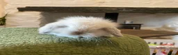 Mini Lop rabbits for sale: Exquisite Lilac Mini Lops - Advert 7