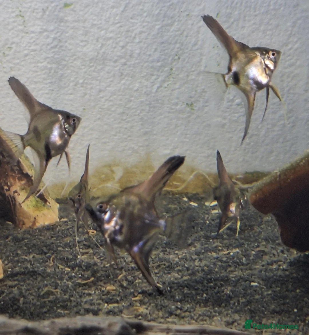 Angelfish fish for sale: Home Bred Blue Smokey / Pinoy Angelfish 2.5cm  - Advert 13